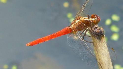 Rhodothemis lieftincki