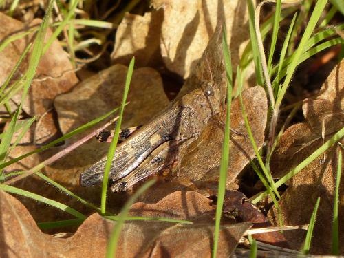 Réf. 114 724 : Aiolopus strepens