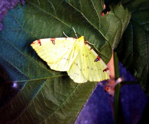 Opisthograptis luteolata