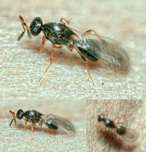 Leptacis sp.