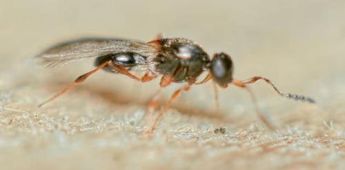 Leptacis sp.