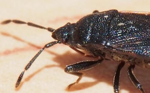 Réf. 114 072 : Drymus sp.