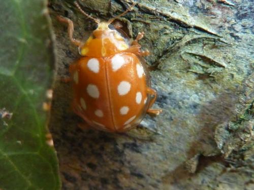 Halyzia sedecimguttata