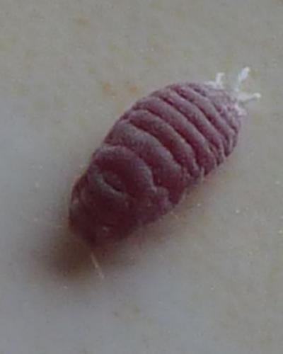 Réf. 114 764 : Planococcus citri