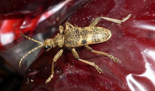 Réf. 114 310 : Rhagium mordax