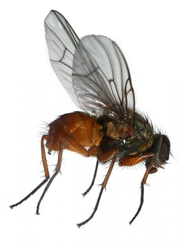 Réf. 114 353 : Phaonia subventa