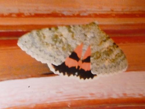 Catocala elocata