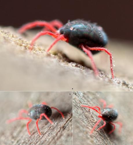 Réf. 114 268 : Penthaleus sp.