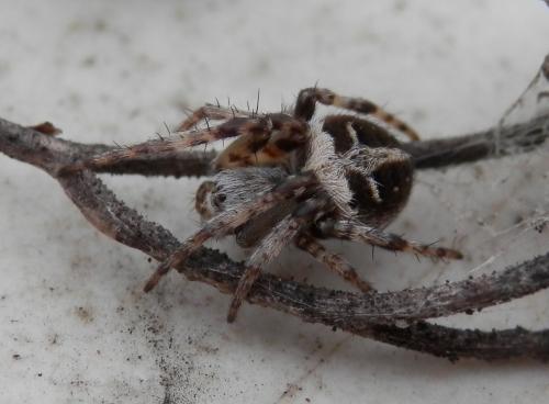 Agalenatea redii