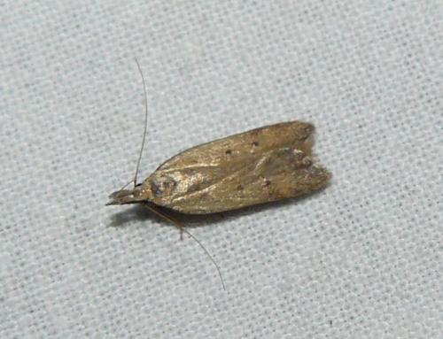 Dichomeris limosella