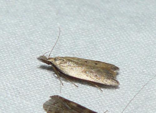 Dichomeris limosella