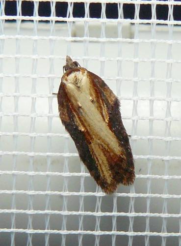 Acleris hastiana