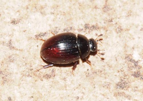 Cercyon sp.