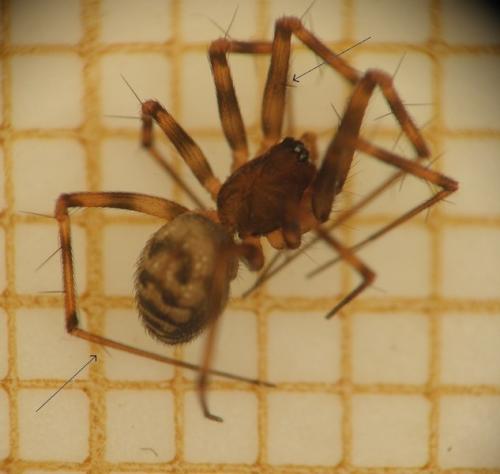 Réf. 114 539 : Lepthyphantes sp.