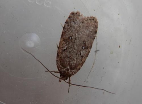Agonopterix heracliana
