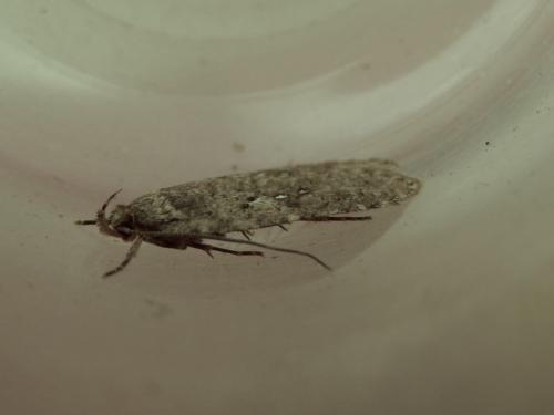 Agonopterix heracliana