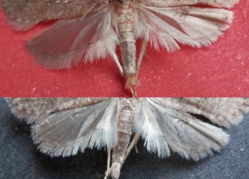 Agonopterix heracliana