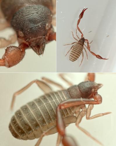 Chelifer cancroides