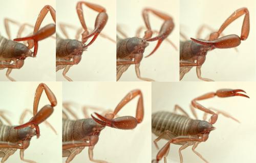Chelifer cancroides