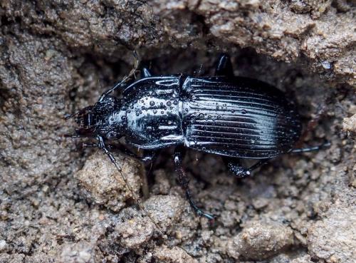 Réf. 114 736 : Abax parallelepipedus