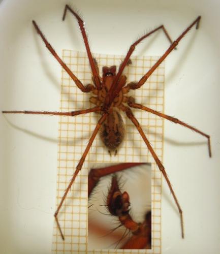 Eratigena inermis