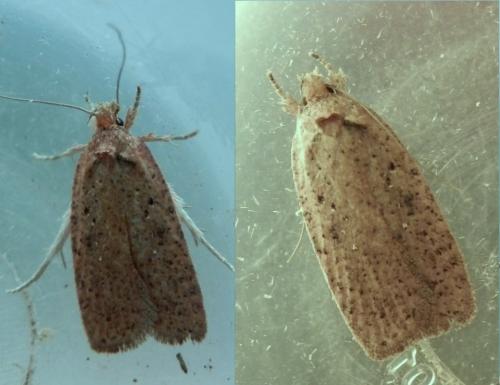 Réf. 114 845 : Agonopterix scopariella