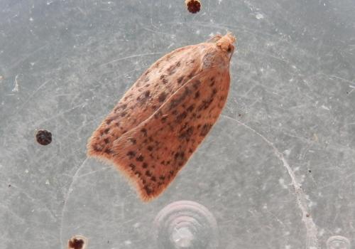 Acleris sp.