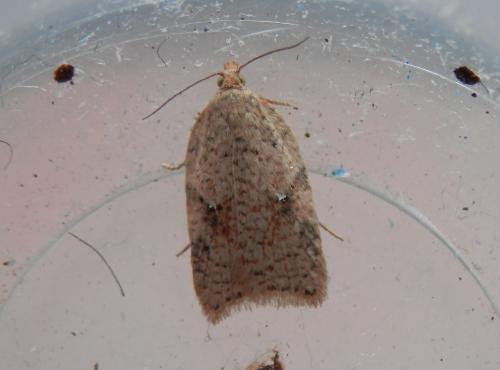 Acleris sp.