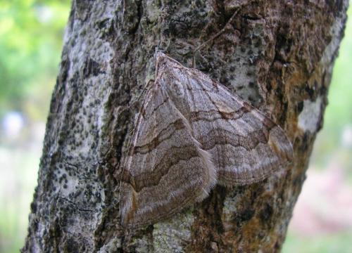 Aplocera sp.