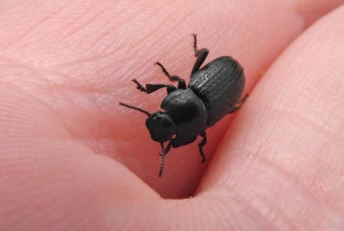 Phylan pilipes