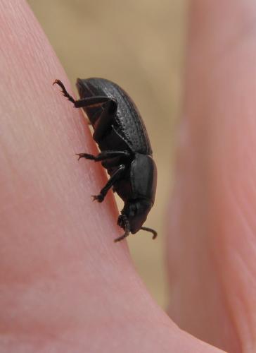 Phylan pilipes