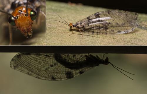 Osmylus fulvicephalus