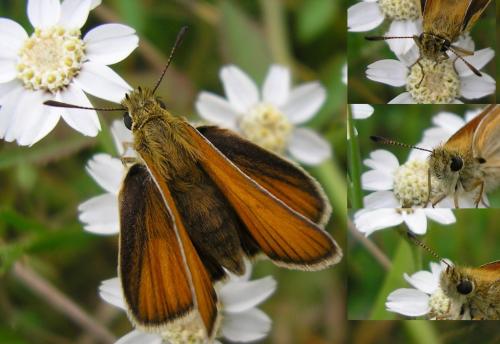 Réf. 114 906 : Thymelicus lineola