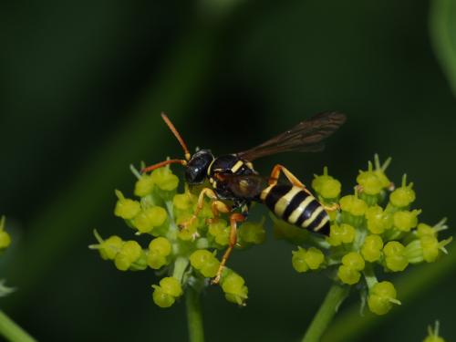 Réf. 114 295 : Gorytes pleuripunctatus