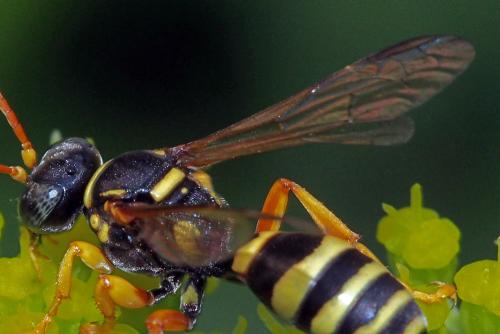 Réf. 114 296 : Gorytes pleuripunctatus