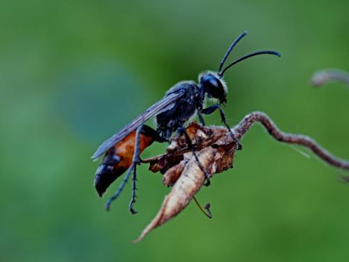 Sphex funerarius