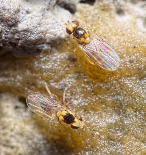 Gaurax sp.