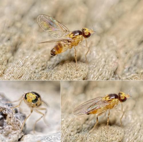 Gaurax sp.