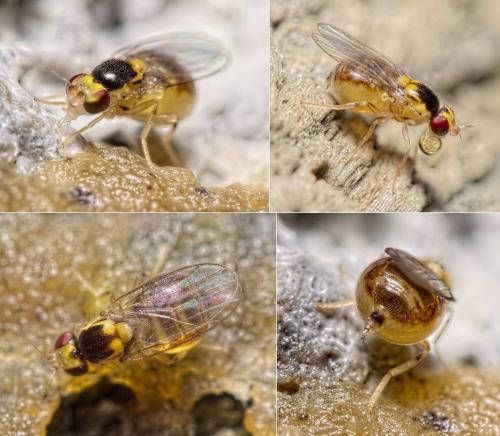 Gaurax sp.