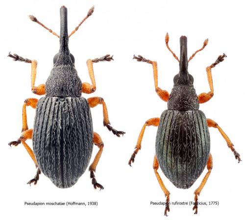 Pseudapion divers
