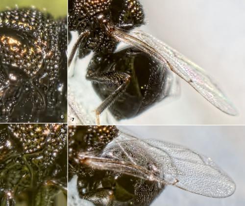 Perilampus sp.