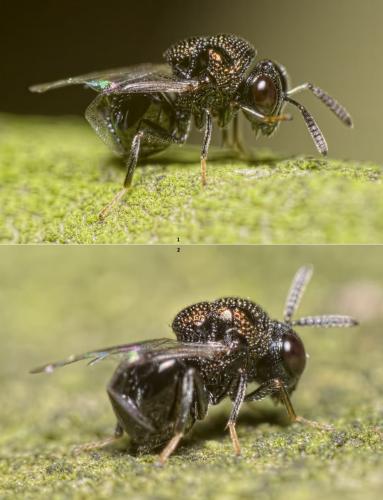 Perilampus sp.