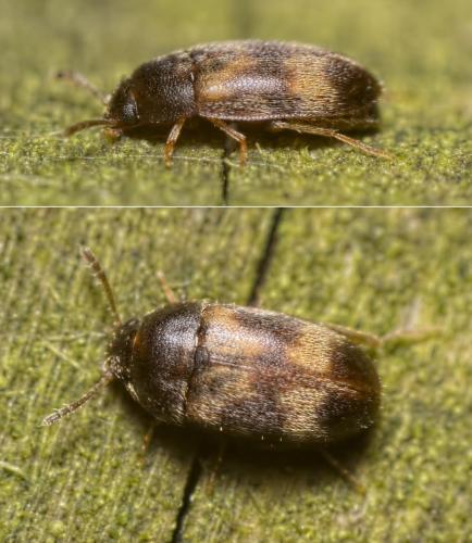 Litargus balteatus