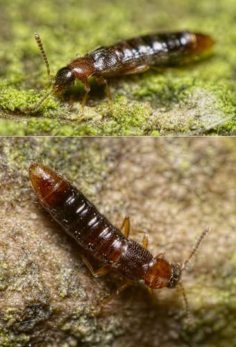 Leptusa ruficollis