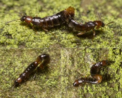Leptusa ruficollis