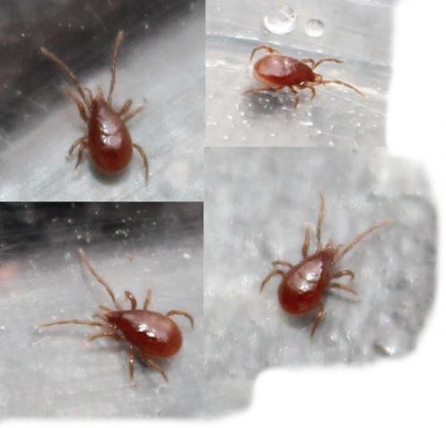 Réf. 114 011 : Pergamasus longicornis
