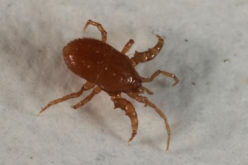 Eugamasus sp.