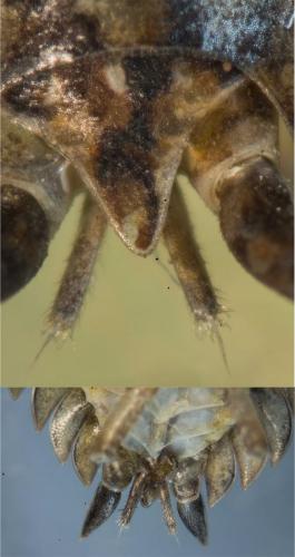 Réf. 114 655 : Trachelipus rathkii
