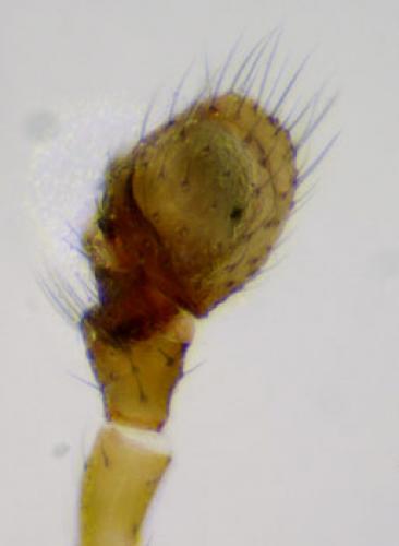 Tapinocyba mitis