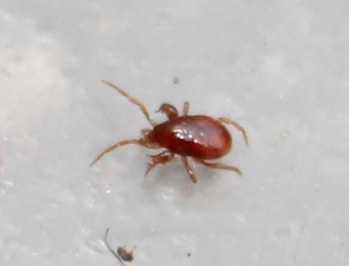 Réf. 114 997 : Pergamasus longicornis